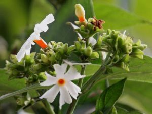 Manfaat Bunga Obat Srigading Untuk Kesehatan