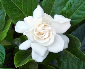 bunga valentine gardenia